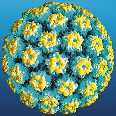Meet Mr. HPV, also known as the the human papillomavirus. A nasty little critter, HPV causes genital warts as well as cancers of the cervix, vulva and anus. About one in three Nunavut women have tested positive for HPV.