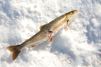 Arctic char is a mainstay of the traditional diet in Pangnirtung. (PHOTO COURTESY OF KP STUDIOS)