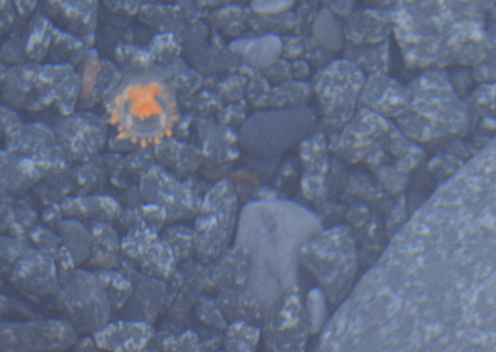 :A day-glo coloured jellyfish swims in the waters of Victor Bay. (PHOTO BY CLARE KINES)
