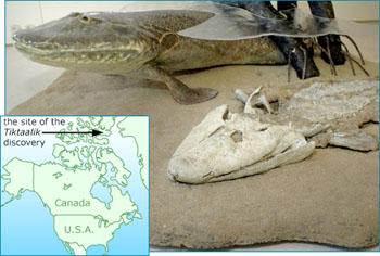 In 2006, researchers from the Canadian Museum of Nature and the University of Chicago discovered fossils on southern Ellesmere Island that revealed the existence of the creature they call 