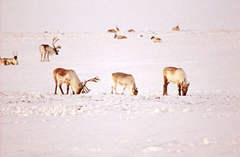 The Government of Nunavut plans to survey the entire caribou population of Baffin Island. (FILE PHOTO)