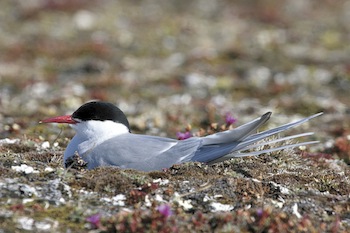 Most Arctic terns return year after year to the same area and often to the same colony where they were hatched. (COURTESY OF MARK MALLORY)