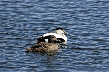 The male common eider has distinctive black and white plumage with a green neck, whereas the female is brown. (COURTESY OF MARK MALLORY)