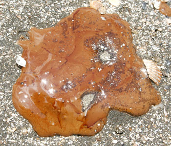 A glob of sticky orange crude oil from the Deepwater Horizon oil spill washes up on a beach in south-central Louisiana, some 200 miles from the spill site. Nearly a quarter of a million snow geese will spend the winter in nearby wetlands. (PHOTO BY JUSTIN NOBEL)