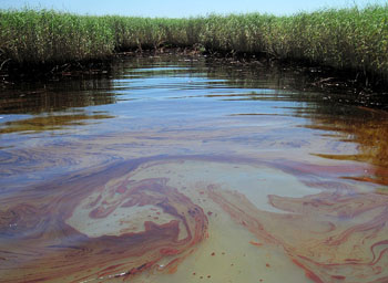 A small cove near the mouth of the Mississippi River is coated with oil. In late August, some 200,000 snow geese will start their migration from the Arctic to wetlands in this area. (PHOTO BY JUSTIN NOBEL)