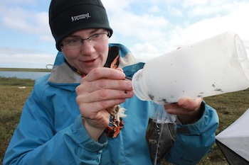 Researcher Crystal Ernst services a trap designed to intercept and capture flying insects.  To empty the trap, she unscrews a bottle attached at the top and dumps its contents in a sample bag.  (PHOTO BY ANGUT PEDERSEN) 