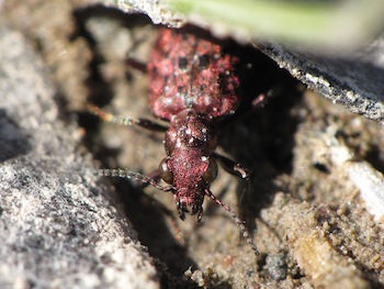 A red marsh ground beetle peeks up from the sandy shores of the Coppermine River. (PHOTO BY CRYSTAL ERNST)