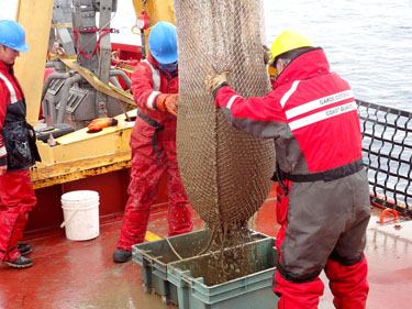 Pouring out samples collected off the sea floor can be a muddy job, as shown by this operation to empty a net on board the Amundsen.(PHOTO BY JANE GEORGE)