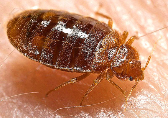 Bedbugs are nasty little critters that love warmth and thrive on human blood.