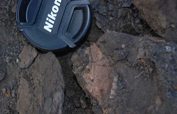 Researchers have discovered the remains of a mummified forest that lived on Ellesmere Island two to eight million years ago, when the Arctic was cooling. Remnants of a similar fossil forest, dating from an earlier period, can be on Axel Heiberg island. (PHOTO BY JOEL BARKER/OHIO STATE UNIVERSITY)


