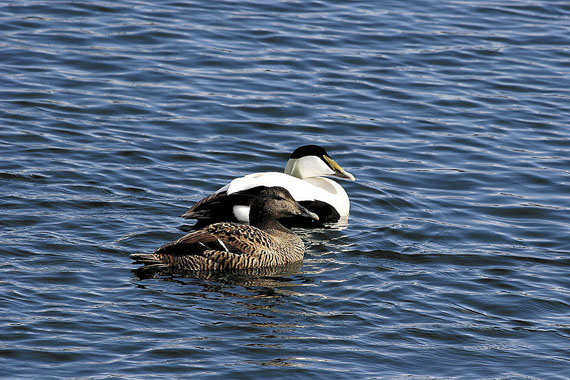 Researchers with Environment Canada and Carleton University will spend the next three years studying outbreaks of avian cholera that have afflicted eider ducks and other bird species in the eastern Arctic. (FILE PHOTO)