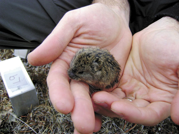 Bilodeau holding a young brown lemming (14g) during a June 2010 trapping session on Bylot Island. (PHOTO COURTESY OF STÉPHANIE PELLERIN)