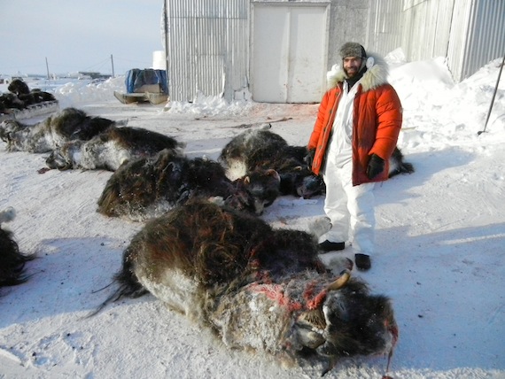 Mathieu Dumont, the Government of Nunavut’s regional wildlife biologist for the Kitikmeot region, stands Feb. 24 beside some of the first muskox hunted during Cambridge Bay's annual muskox hunt. The annual muskox hunt provides horns, qiviuq and 25,000 pounds of meat to Kitikmeot Foods, which owned by the Nunavut Development Corp. and the Ikalututiak Hunters and Trappers Organization. (PHOTO BY JANE GEORGE)