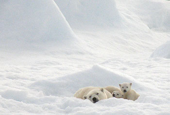 The Government of Nunavut is ready to recommend an increase in the number of polar bears which can be hunted in the Davis Strait, territorial environment minister Daniel Shewchuk said March 3 in the Nunavut legislature. (FILE PHOTO)