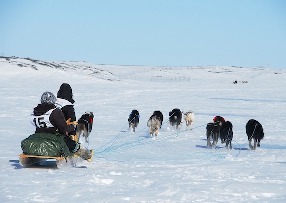 Puvirnituq mushers Peter “Boy” Ittukalluk and Juani Nutaraaluk, pictured here mid-race, went on to finish second in the 2011 Ivakkak dog team race in Nunavik. The annual dog-sled race wrapped up in Salluit April 3. (PHOTO BY PIERRE DUNNIGAN)