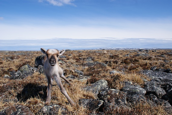 This young caribou is a member of the Leaf Bay caribou herd, which once numbered about one million animals. (PHOTO BY JOELLE TAILLON)