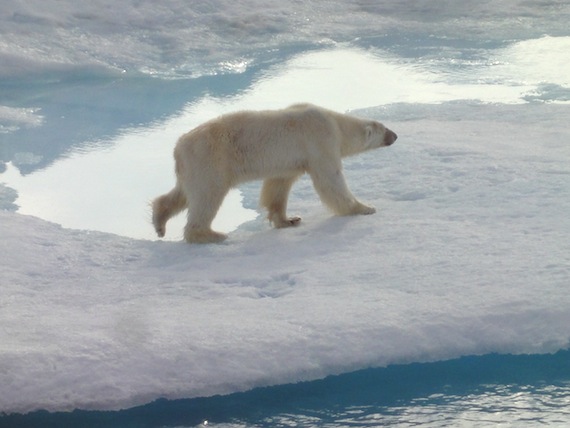 A new study questions the validity of several high-profile reports on extinction, including one that forecast climate change will commit up to 35 per cent of species to extinction by 2050. (PHOTO BY JANE GEORGE)
