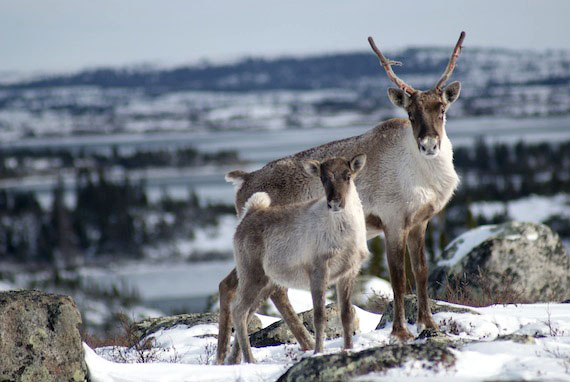The sight of a female caribou from the Leaf River herd, standing with her calf, may become less common in Nunavik's future. Biologists aren't sure yet by how much this herd's population has dropped. A survey this summer should help resolve that question. (PHOTO BY JOELLE TAILLON)