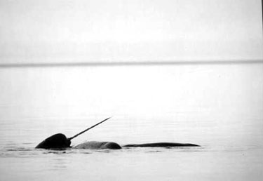 NTI said this week they expect the Federal Court of Canada to rule on their application for a judicial review on Canada’s narwhal tusk export ban “in the near future.” (FILE PHOTO)