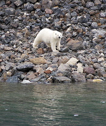 A U.S. court has upheld a decision to protect polar bears as a threatened species under the American Endangered Species Act. (FILE PHOTO)