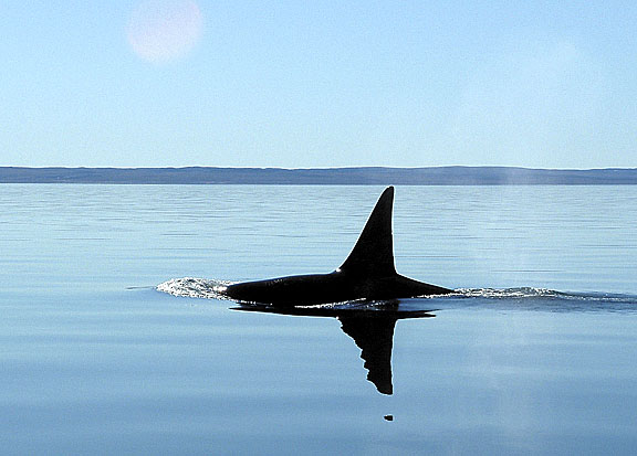 More killer whales, like this one photographed near Repulse Bay, are turning up in Nunavut waters, where they hunt other marine mammals, but a new study shows the whales have a large range. (PHOTO COURTESY OF DFO)