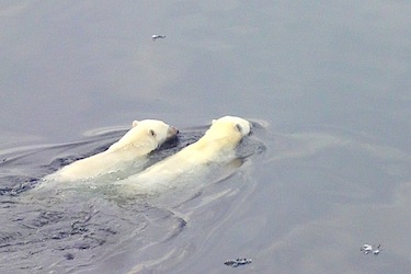 The suspension of Dr. Charles Monnett, who wrote about the impact of sea ice melt on polar bears, suggesting it could lead to more deaths due to drowning, reveals a lack of respect for science and traditional knowledge, say his supporters. (FILE PHOTO)
