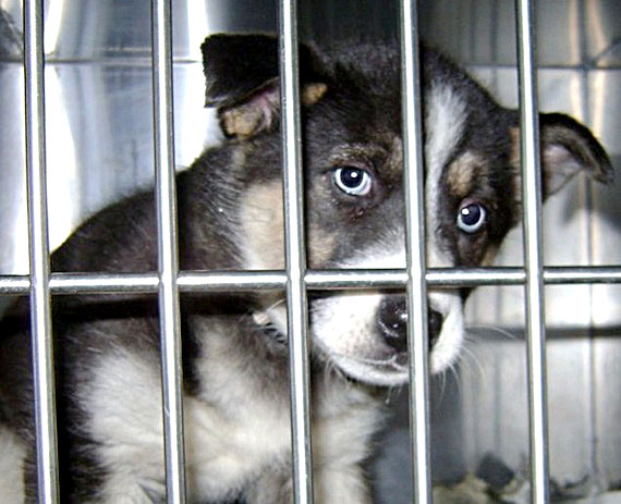 Crystal, a three-month-old husky puppy, is looking for a new home. The Iqaluit Humane Society, which operates Nunavut's only animal shelter, plans to close its doors Aug. 9. (PHOTO BY SARAH ROGERS)