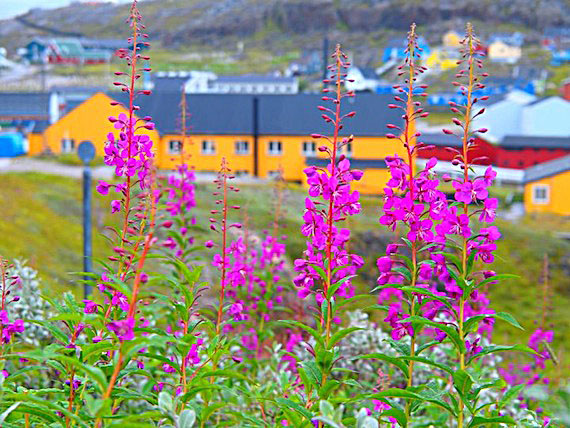 While many places in Nunavut have already seen temperatures dip below zero, Qaqortoq in southern Greenland remains green and lush, as this photo taken Aug. 29 by Qaqortoq photographer Gert Hansen shows. (PHOTO BY GERT HANSEN)