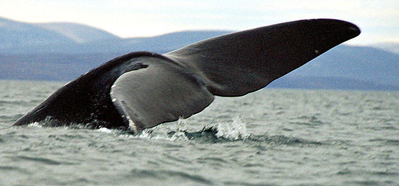 Bowhead whales are starting to regularly travel across the Northwest Passage for the first time in about 10,000 years, says a new study by scientists in Greenland and the United States. (FILE PHOTO)