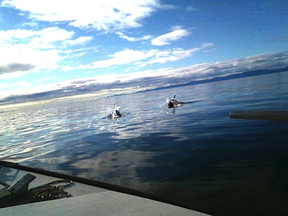 You don't expect to run into a pod of dolphins in Frobisher Bay, but that's what happened to Adla Itorcheak and a friend as they were heading off to hunt on Aug. 29. The dolphins — which are not usually seen in the Eastern Arctic waters — seemed to be feeding on capelin. Others have since told Itorcheak they saw dolphins around Frobisher Bay last year, sightings which may indicate that dolphins, like other whales, are expanding their ranges northwards as the climate warms. (PHOTO COURTESY OF A. ITORCHEAK)