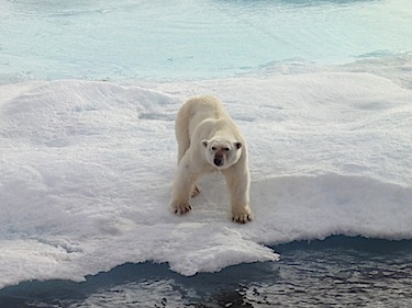 Conservative Sen. Nicole Eaton says the beaver should be replaced by the polar bear as part of a national “emblem makeover.” (FILE PHOTO)