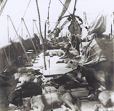 This how the anchor winch looked when it was on the Fram — some of Roald Amundsen's dogs, which he learned to drive while wintering in Gjoa Haven, can be seen sleeping on the deck. (PHOTO COURTESY OF AKER SOLUTIONS)