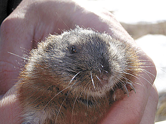 The Arctic's humble lemming plays big a role in keeping the tundra green — and warming things up, because vegetation absorbs heat, says a new study from