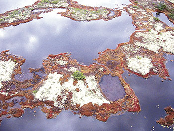 An aerial view of melting permafrost within peat bogs in northern Quebec. (FILE PHOTO)