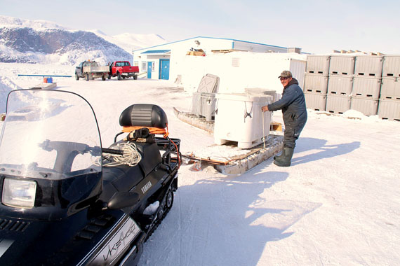 Joopa Sowdluapik brings in fish to the Pangnirtung fish plant.  (PHOTO BY SARAH MCMAHON)