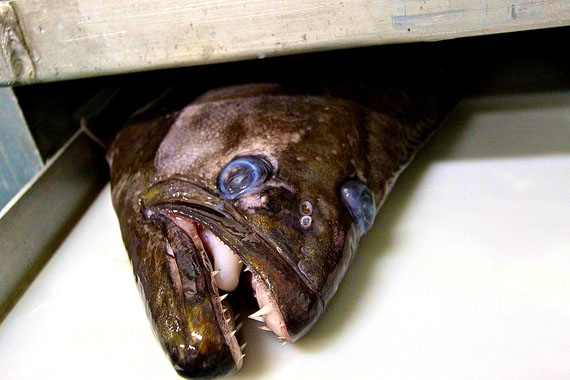 Turbot fish heads like this one from the Pangnirtung fish plant sell well in China. Read about the fish plant's booming business on Nunatsiaqonline.ca. (PHOTO BY SARAH MCMAHON)