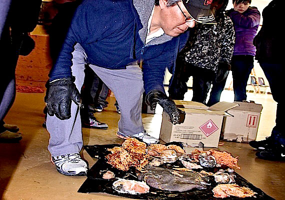 A man stoops to look at a display of unusual sea life April 2 in Pangnirtung. As part of Pang's 40th anniversary celebrations, people in the community were invited to identify sea life in a contest called