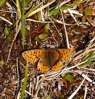 The brush-footed butterfly is one of 32 species of tundra-adapted butterflies found around Nunavut – seven of which survive on the High Arctic islands. (PHOTO BY CAROLYN MALLORY)