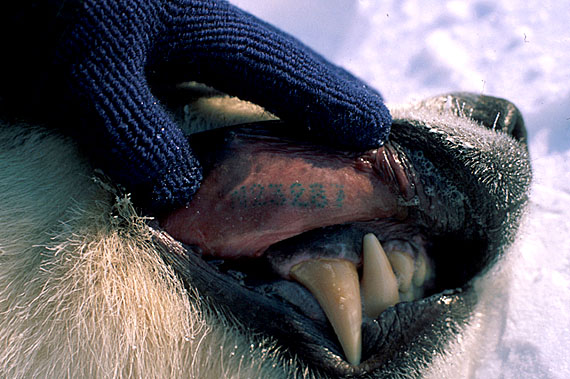 This image shows a polar bear marked with a lip tattoo. (PHOTO BY ANDREW DEROCHER/ POLAR BEAR SPECIALIST GROUP)