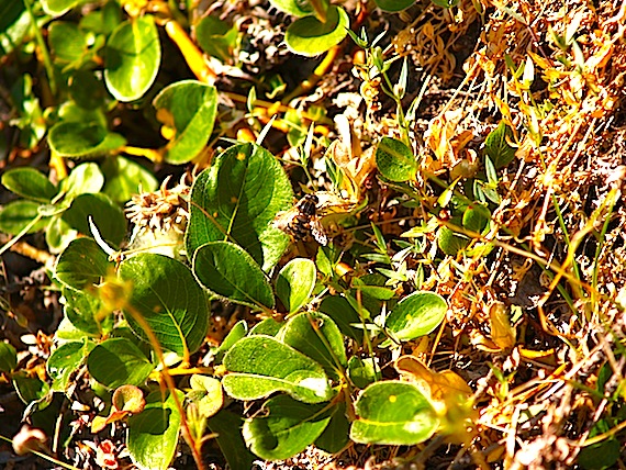 There are almost 20 variations of the syrphid fly, or hover fly, found in Nunavut. Many of Nunavut’s flowers are fly-pollinated because there are so few bees in the Arctic. Read more about Nunavut's insect kingdom later on Nunatsiaqonline.ca. (PHOTO BY CAROLYN MALLORY)