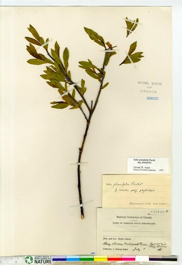 This is what a herbarium sample looks like after it's been dried and mounted. This example of Salix planifolia, commonly known as tea-leaved willow, was collected by J. Dewey Soper July 1, 1931 along what is now the Soper River. (PHOTO COURTESY OF THE CANADIAN MUSUEM OF NATURE)