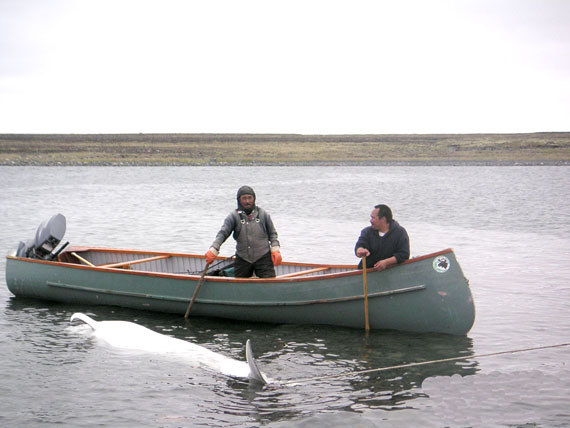 Hunters near Sanikiluaq with a freshly-caught beluga. (PHOTO COURTESY OF STEVE FERGUSON)