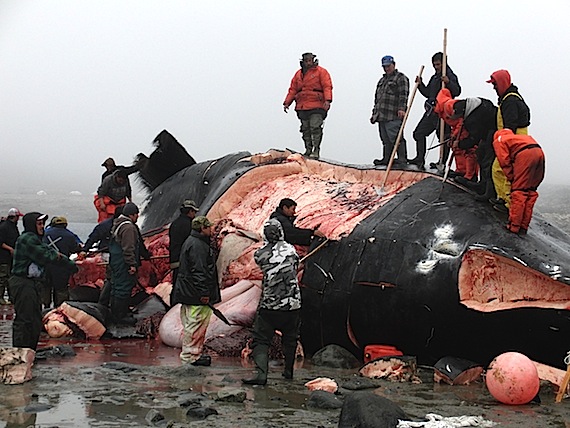 Hunters in Kangiqsujuaq butcher Nunavik’s second bowhead whale in August 2009. Environmental groups are targeting Greenland's whale hunt as the members of International Whaling Commission prepare to hold their annual meeting in Panama. (FILE PHOTO)