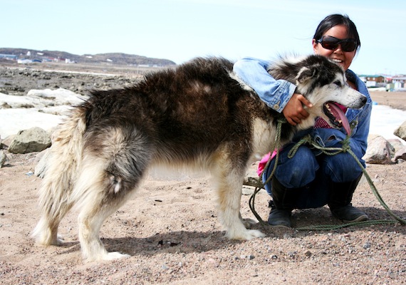 Theresa Demaio's dog Skunk, who's six years old, pants up a storm on a beach in Iqaluit on June 20, the summer solstice — the longest day of the year, which brings 24-hour sun to communities in Nunavut's High Arctic. On June 20 in Iqaluit the sun rose at 2:11 a.m. and won't set until 11 p.m.. Along with the sun comes some heat: temperatures in Iqaluit are supposed to reach close to 12 C on June 20 and 16 degrees C June 21. (PHOTO BY DAVID MURPHY)
