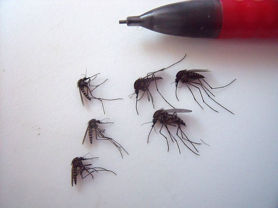 Here are some examples of Aedes nigripes, one of the common species of Arctic mosquito, found all over Greenland and northern Canada, showing the range in size of females. If the Arctic gets warmer and wetter, mosquito populations are likely to thrive. (PHOTO BY LAUREN CULLER)
