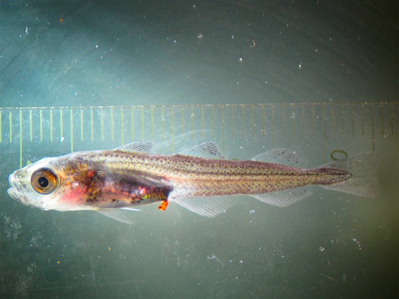 Last year, the Vancouver Aquarium brought back some baby Arctic cod to raise — that went well, but this year the aquarium was back north to fetch some adult cod and talk to the Pangnirtung fish plant about its