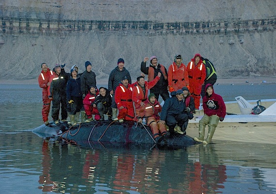 Hunters in Arctic Bay rejoiced this past weekend after they landed a bowhead whale near Admiralty Inuit, which was more than nine metres long. Read more about the successful bowhead whale hunts in Arctic Bay and Repulse Bay on Nunatsiaqonline.ca. (PHOTO BY BOBBY KILABUK)