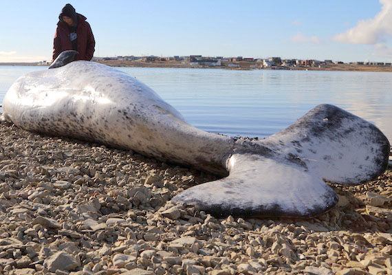 Narwhals are back in Cambridge Bay, for the second year in a row. The whales arrived early in the afternoon of Sept. 17, and, by the end of the afternoon, hunters had already landed four. Hunters in the community have received tags from Gjoa Haven for the hunt. (PHOTO BY RED SUN PRODUCTIONS)