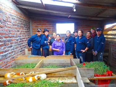 Lukassi Whiteley-Tukkiapik, Alexandre Gagné-Imbault, Leanna Angnatuk, Raven Gordon, Nancy Watt, Jeremy Davies, Pamela Stevenson, Lucina Gordon, Stephanie Buchmeier, Michael Petagumskum,  at a guinea pig farm in the community of Santa Anita. Nunavik students brought grass for the guinea pigs, which they had cut themselves. (PHOTO BY LOUISA WHITELY-TUKKIAPIK)