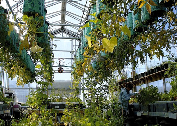 In August, the Iqaluit community greenhouse was full of tomatoes and other vegetables. Now there's a growing interest in applying the success of small, community-run greenhouses in the Canadian Arctic to commercial greenhouses which help provide people with fresh, locally-grown produce. Read more about a recent workshop on “Northern Food Security: The Greenhouse Solution” on Nunatsiaqonline.ca. (FILE PHOTO)